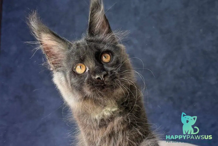 Azari Maine Coon female black silver with white - live animals
