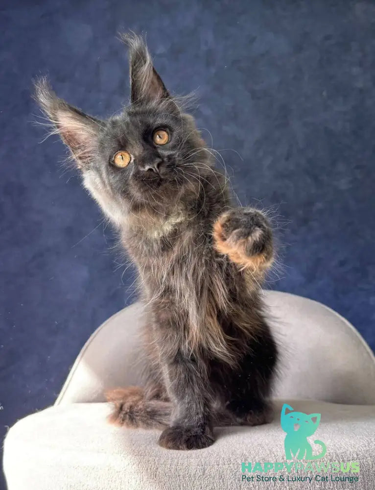 Azari Maine Coon female black silver with white - live animals