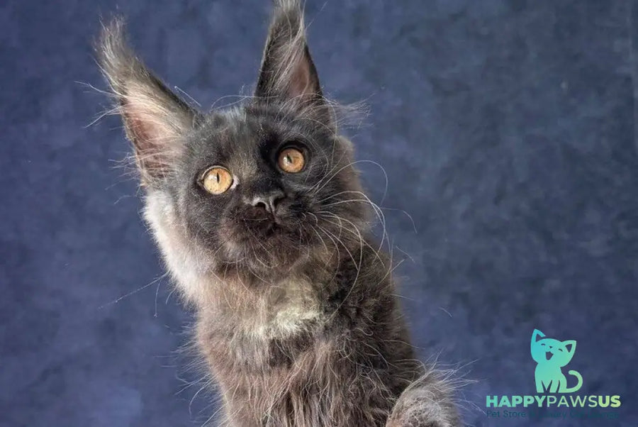 Azari Maine Coon female black silver with white - live animals