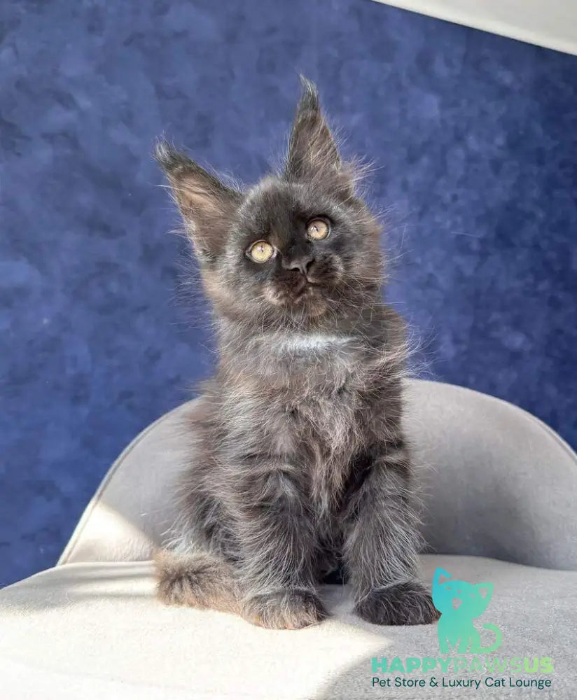 Azari Maine Coon female black silver with white - live animals