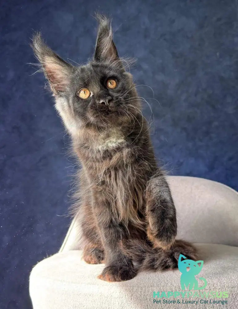 Azari Maine Coon female black silver with white - live animals