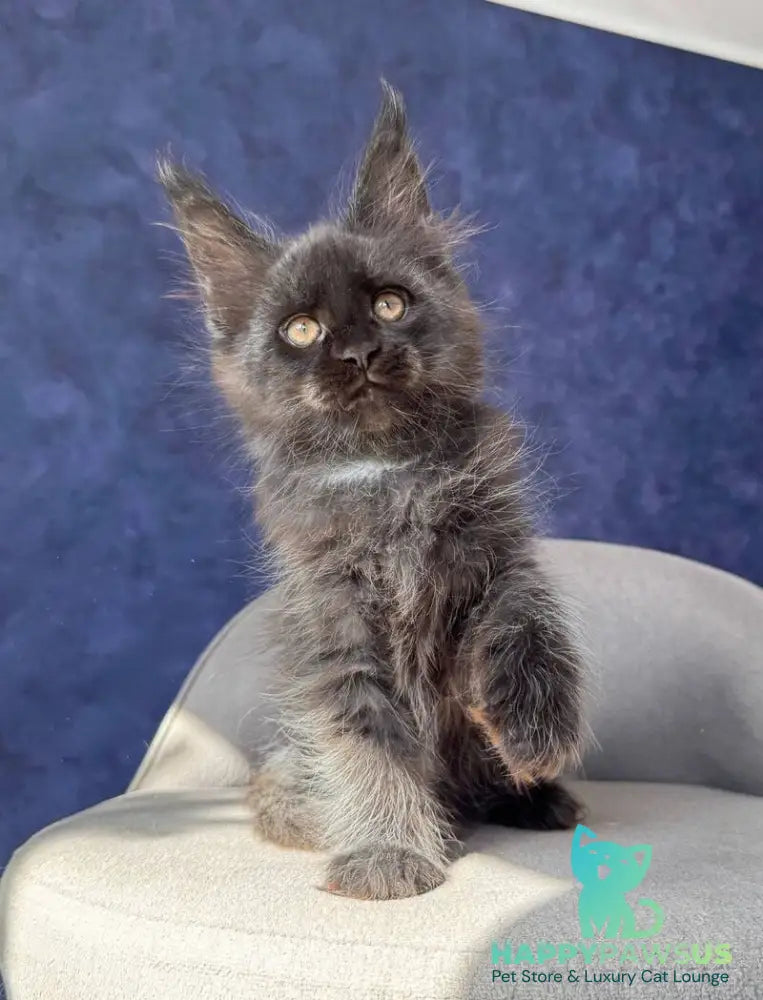 Azari Maine Coon female black silver with white - live animals