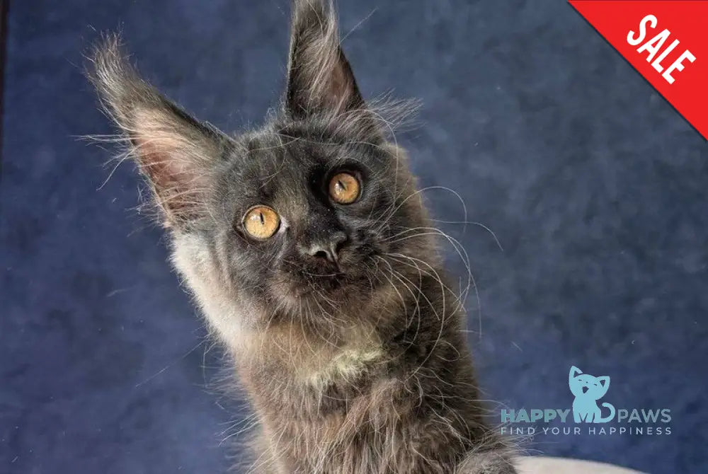 Azari Maine Coon female black silver with white - live animals