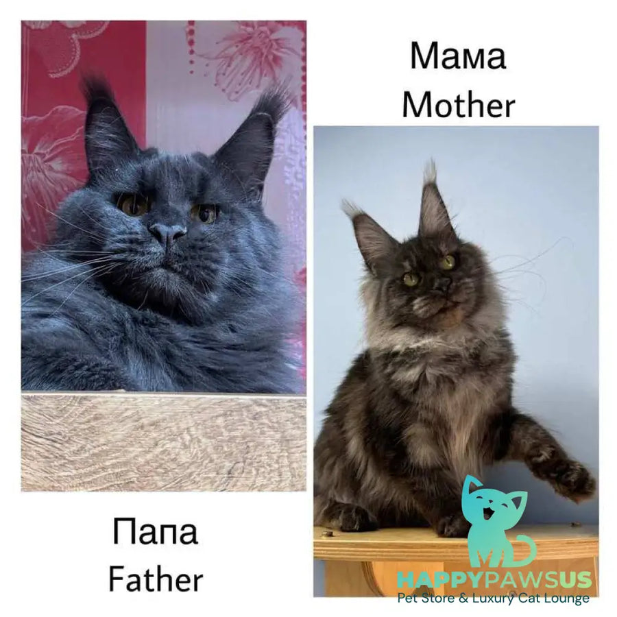 Azari Maine Coon female black silver with white - live animals