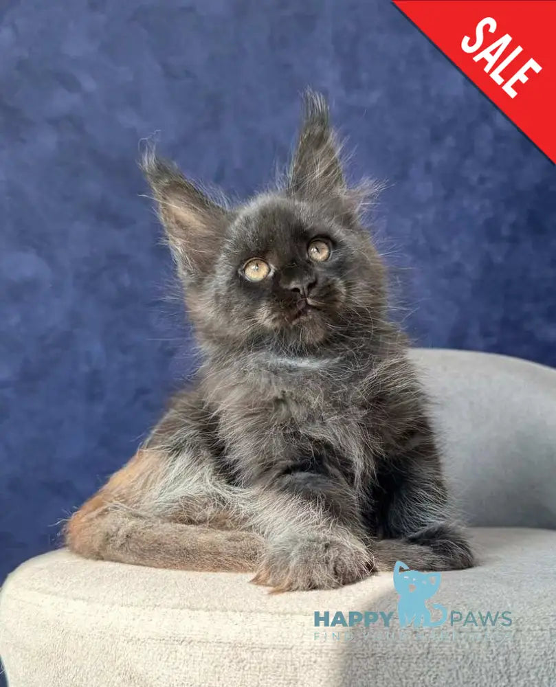 Azari Maine Coon female black silver with white - live animals