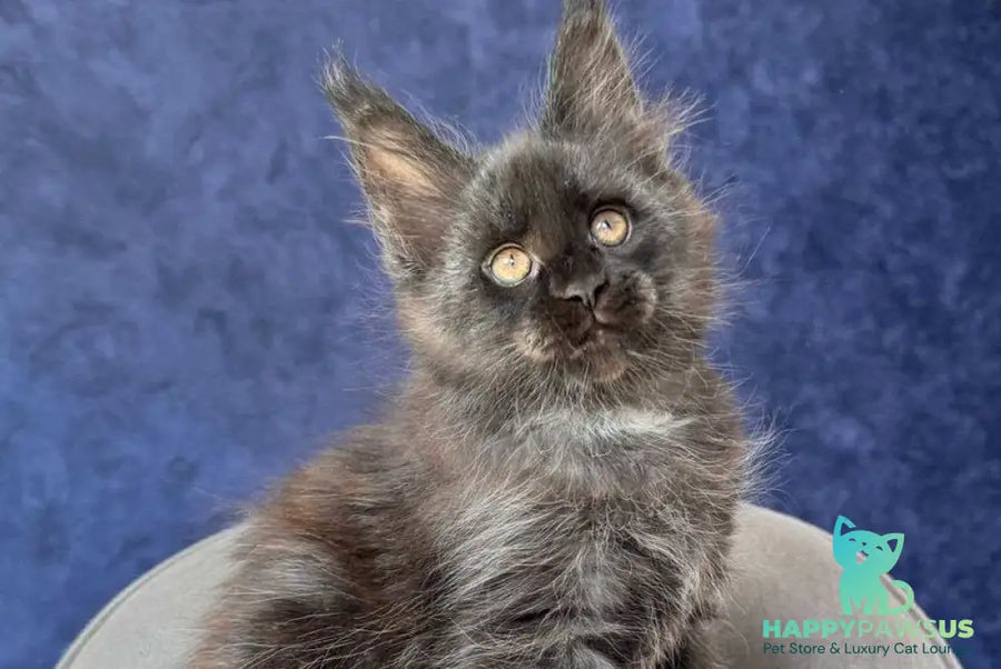 Azari Maine Coon female black silver with white - live animals