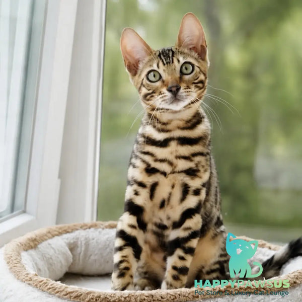 Azario Bengal male black spotted tabby - live animals