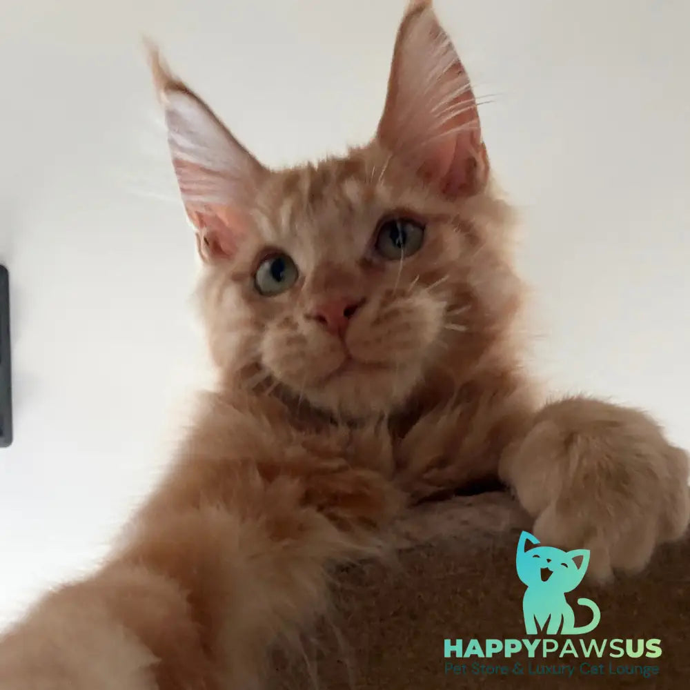 Azart Maine Coon male red tabby - live animals