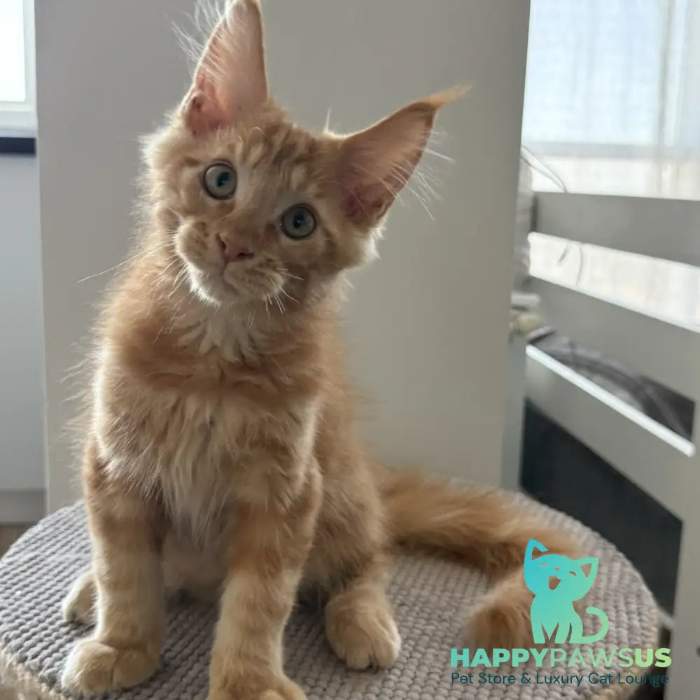 Azart Maine Coon male red tabby - live animals