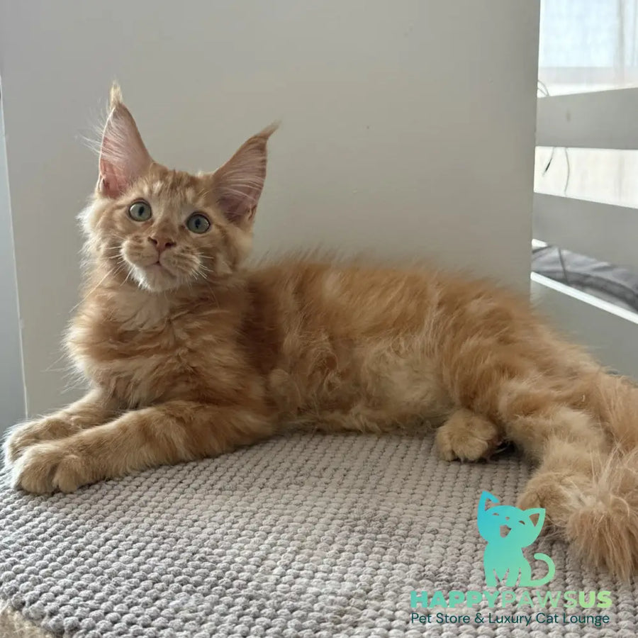 Azart Maine Coon male red tabby - live animals