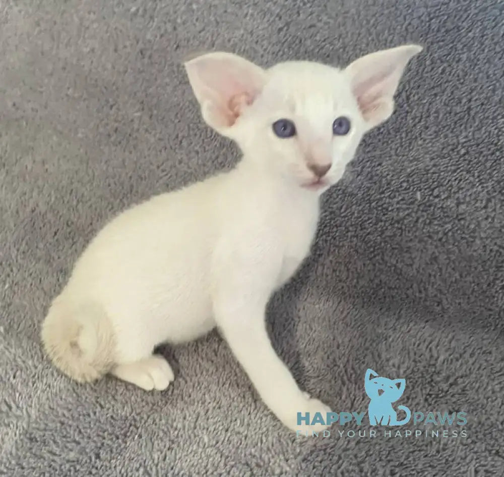 Azhur Siamese male fawn tabby pointed live animals