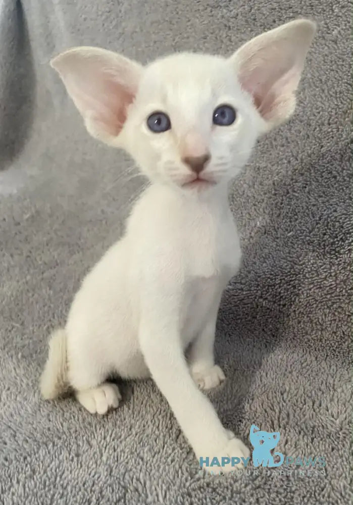 Azhur Siamese male fawn tabby pointed live animals