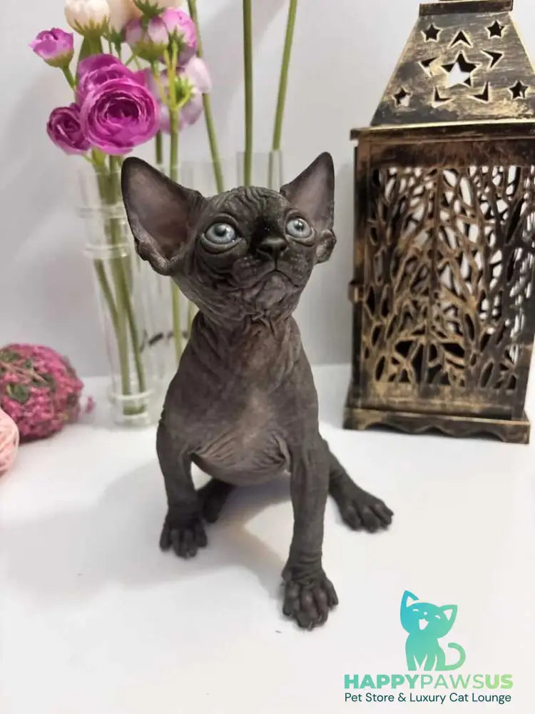 Aziza Canadian Sphynx female black - live animals