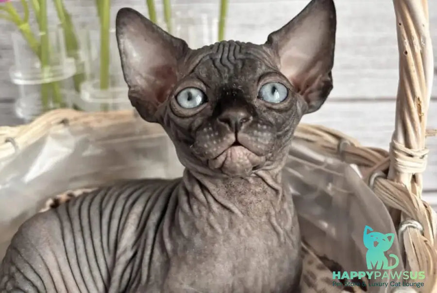 Aziza Canadian Sphynx female black - live animals