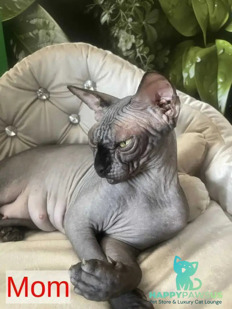 Aziza Canadian Sphynx female black - live animals