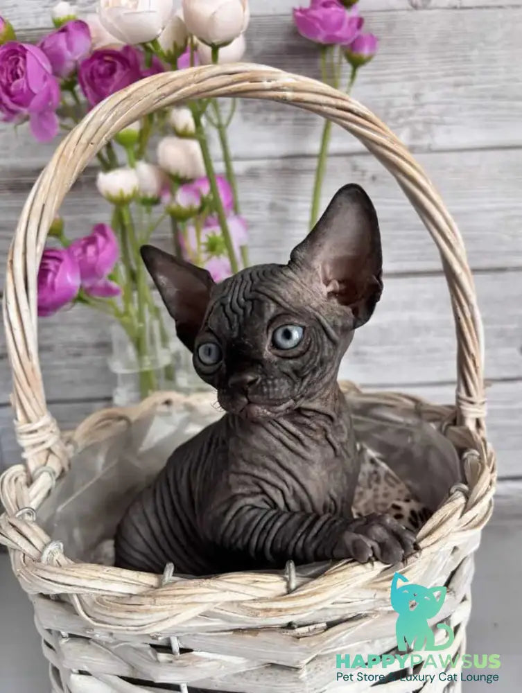 Aziza Canadian Sphynx female black - live animals