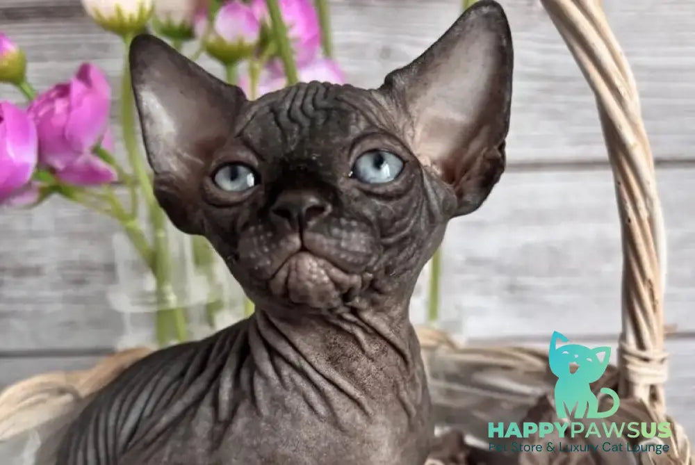 Aziza Canadian Sphynx female black - live animals