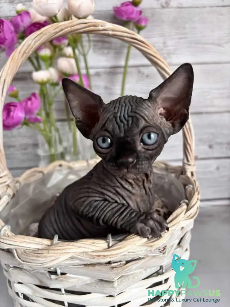 Aziza Canadian Sphynx female black - live animals