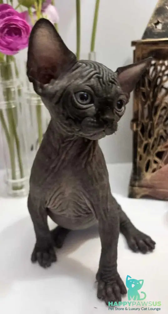 Aziza Canadian Sphynx female black - live animals