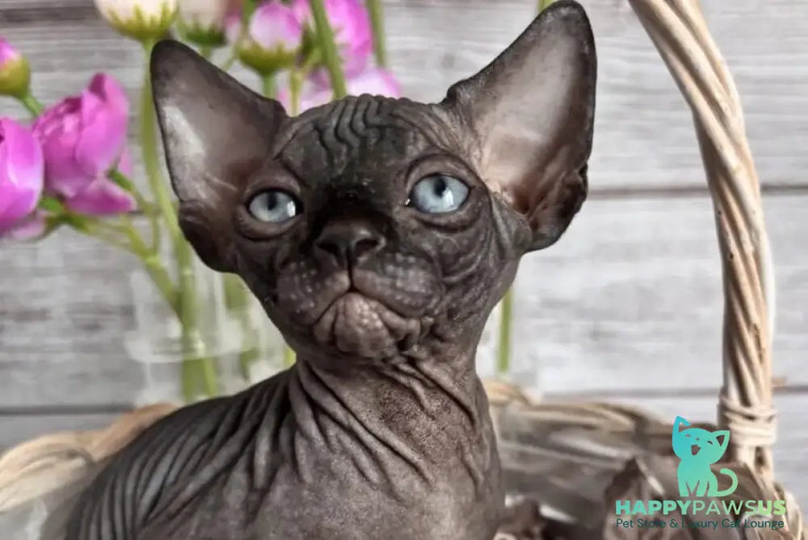 Aziza Canadian Sphynx female black - live animals
