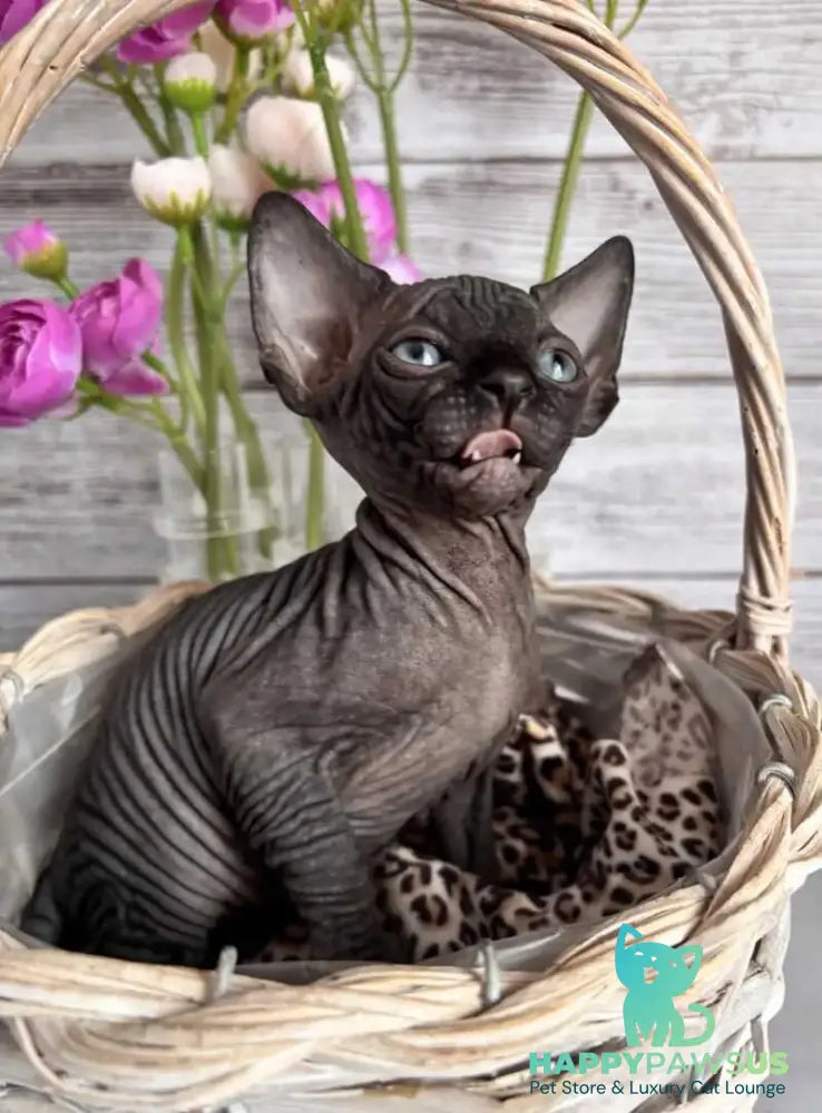 Aziza Canadian Sphynx female black - live animals