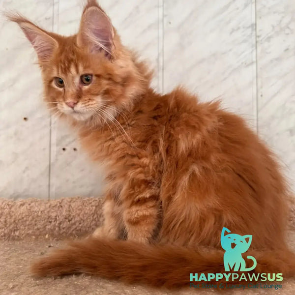 Aziza Maine Coon female red tabby - live animals