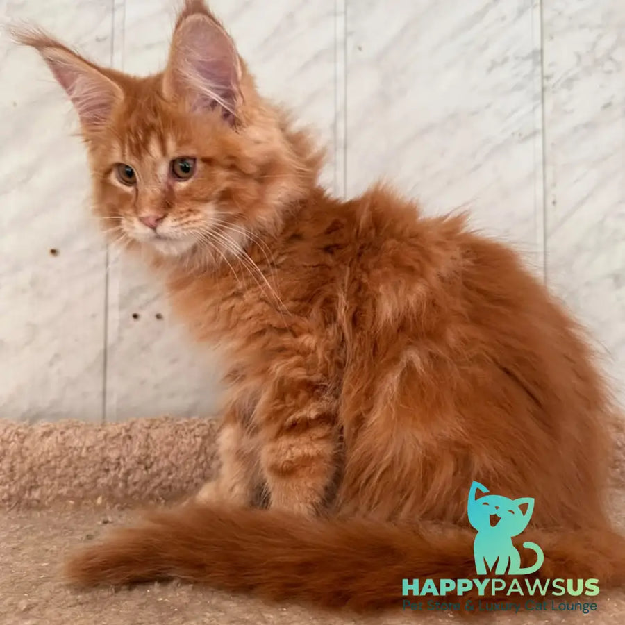 Aziza Maine Coon female red tabby - live animals