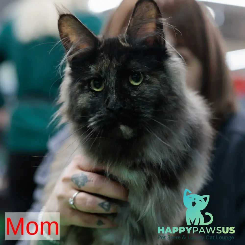 Aziza Maine Coon female red tabby - live animals