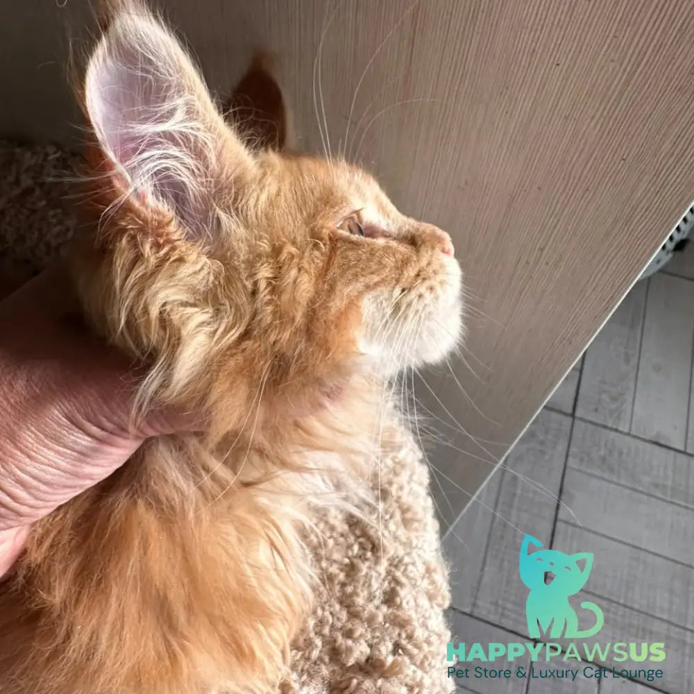 Aziza Maine Coon female red tabby - live animals