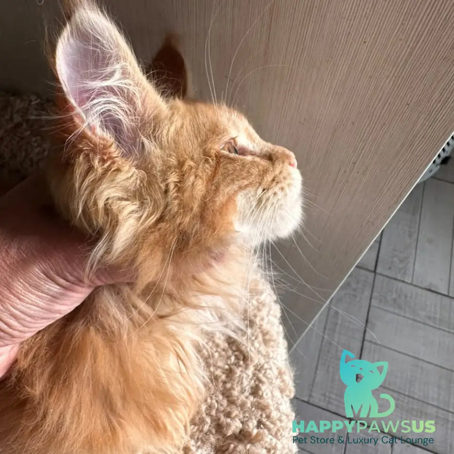Aziza Maine Coon female red tabby - live animals