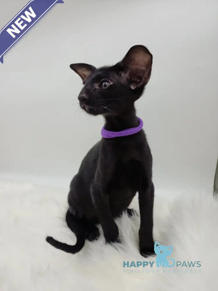Aznav Oriental Shorthair male black live animals