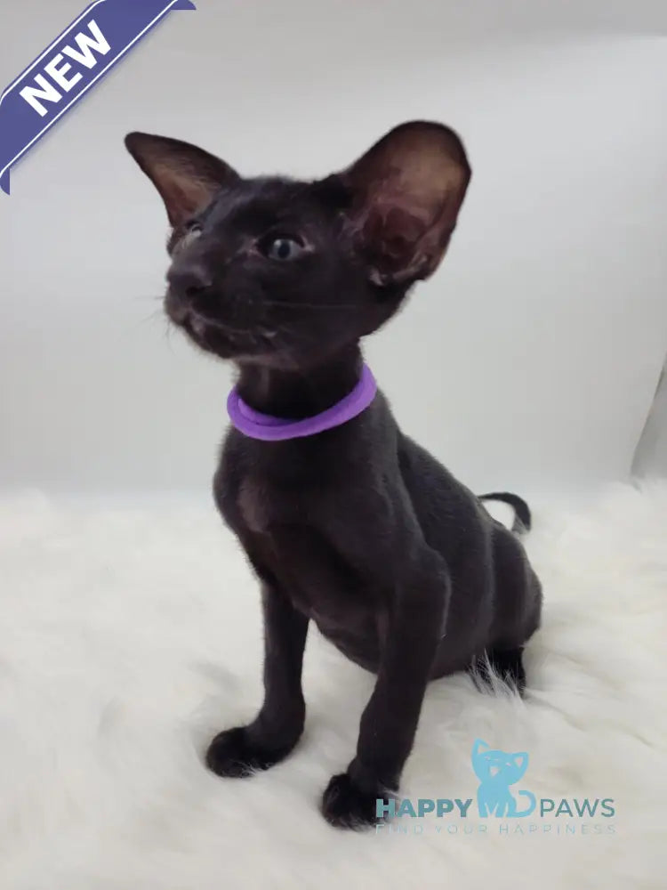 Aznav Oriental Shorthair male black live animals