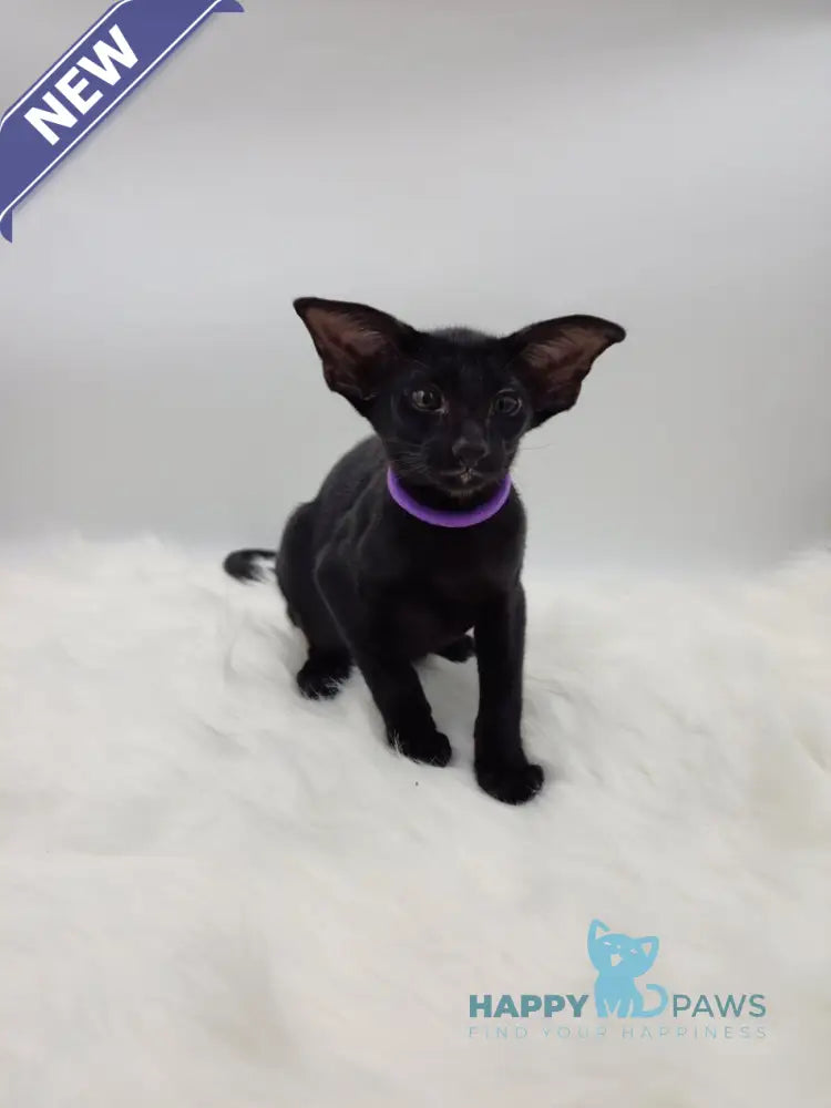 Aznav Oriental Shorthair male black live animals