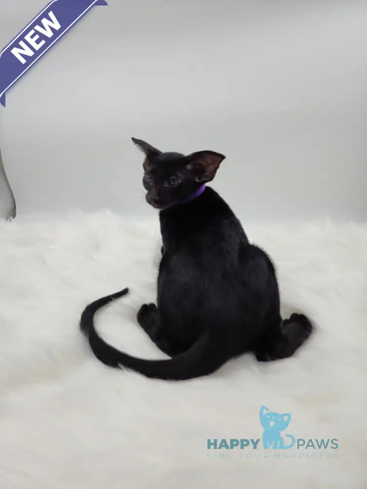 Aznav Oriental Shorthair male black live animals