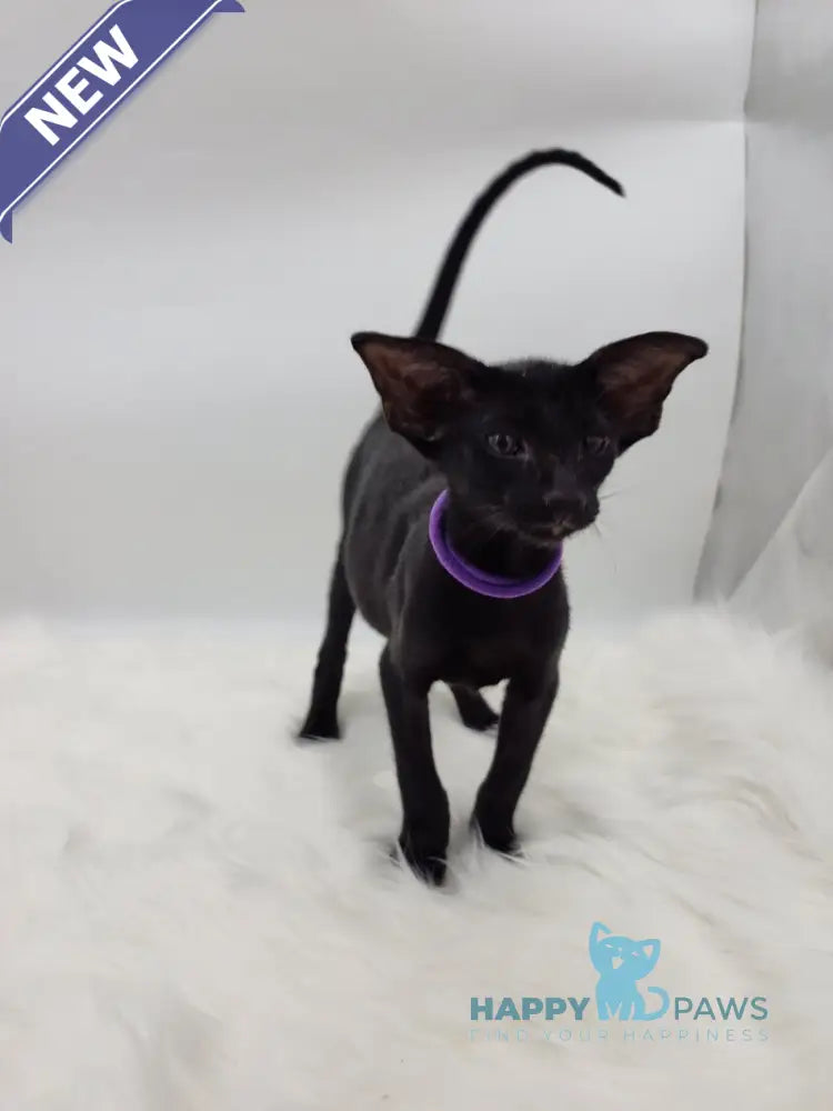 Aznav Oriental Shorthair male black live animals