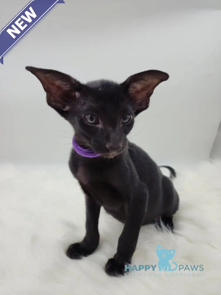 Aznav Oriental Shorthair male black live animals