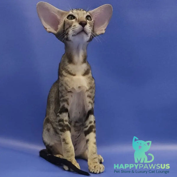 Azrael Oriental Shorthair male black tabby - live animals