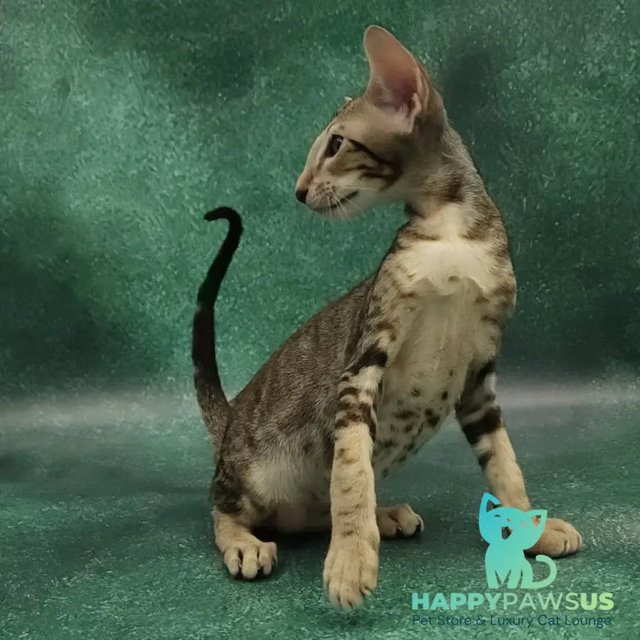 Azrael Oriental Shorthair male black tabby - live animals