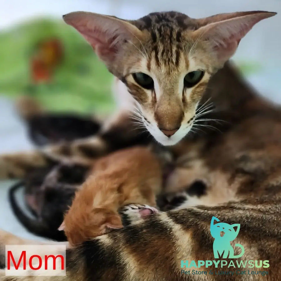 Azrael Oriental Shorthair male black tabby - live animals
