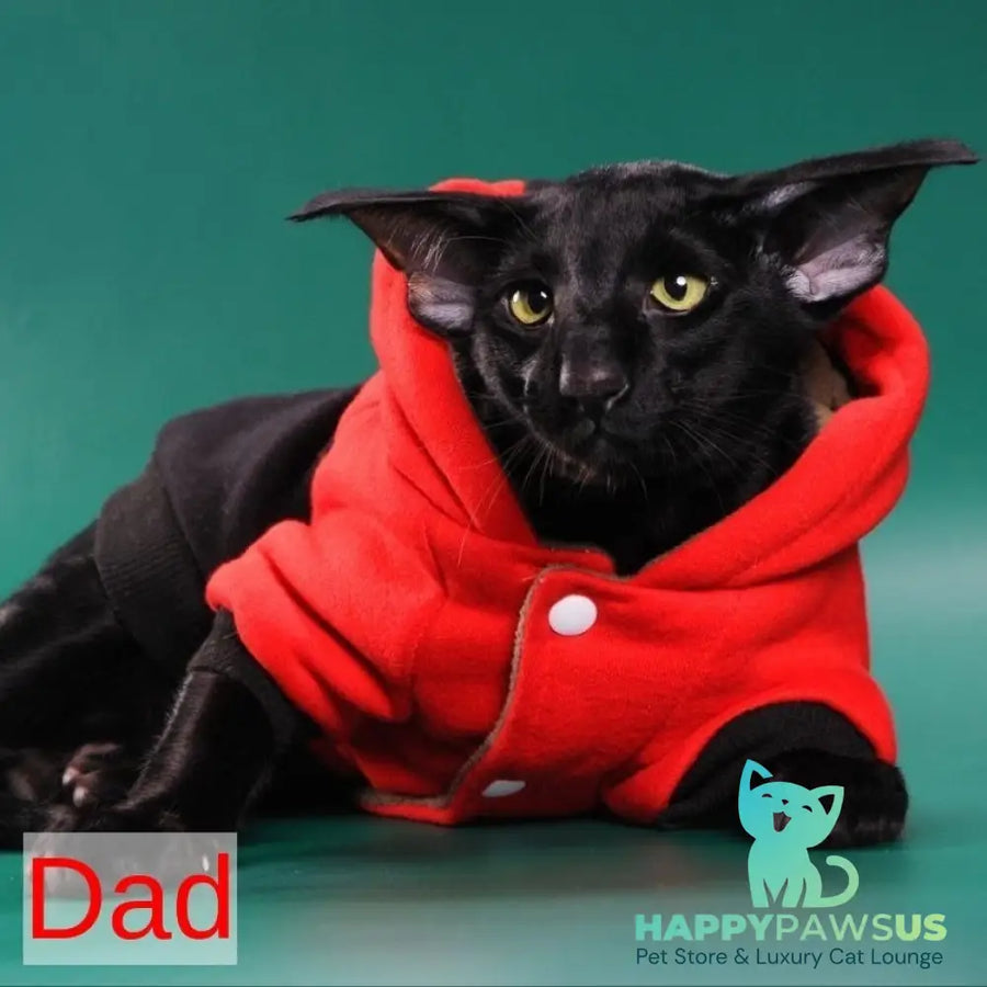 Azrael Oriental Shorthair male black tabby - live animals