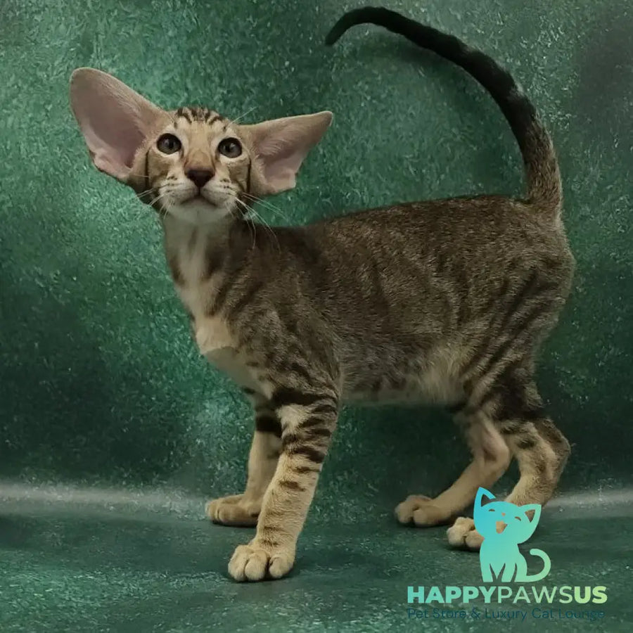 Azrael Oriental Shorthair male black tabby - live animals