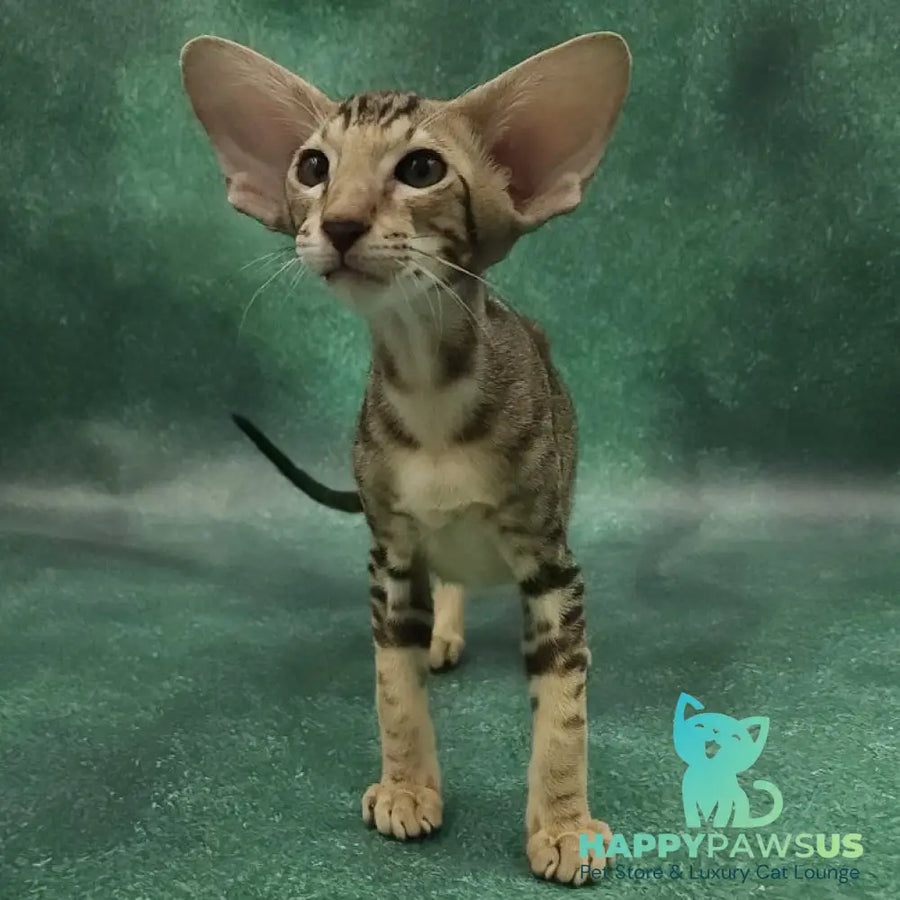 Azrael Oriental Shorthair male black tabby - live animals