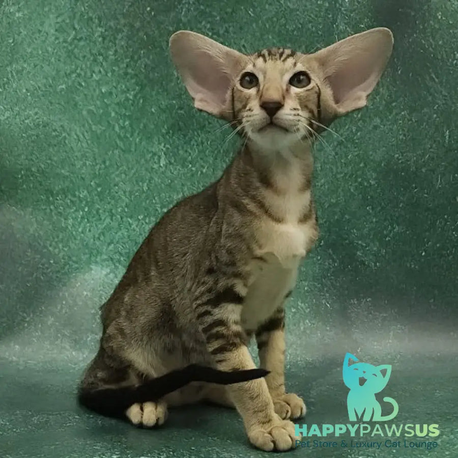 Azrael Oriental Shorthair male black tabby - live animals