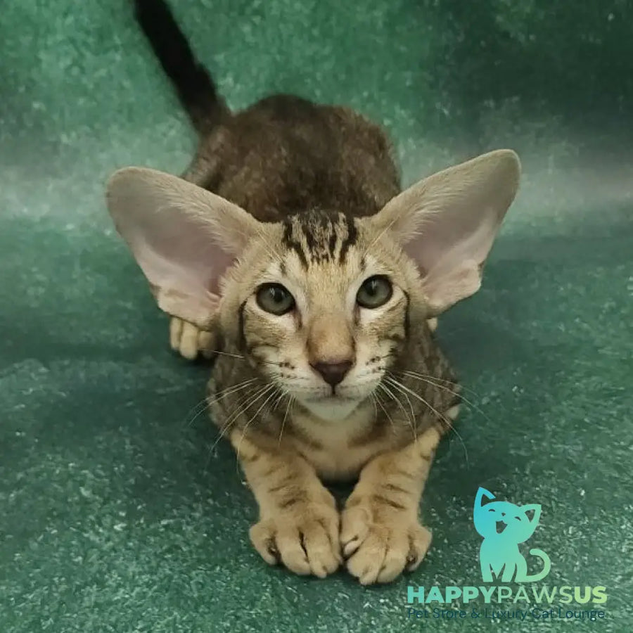 Azrael Oriental Shorthair male black tabby - live animals
