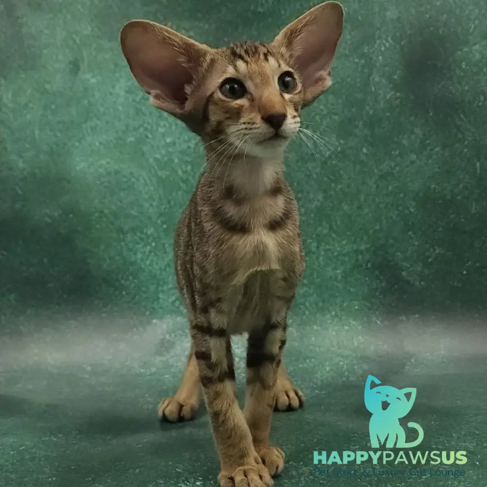 Azur Oriental Shorthair male black spotted tabby - live animals
