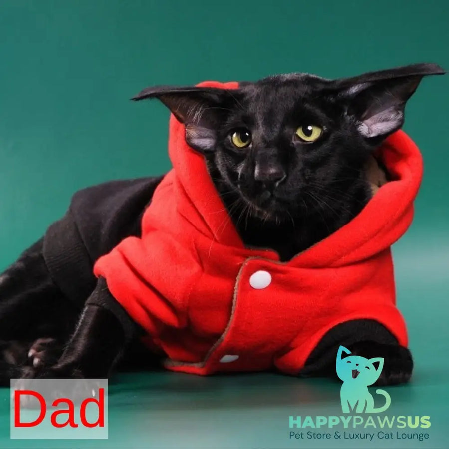Azur Oriental Shorthair male black spotted tabby - live animals
