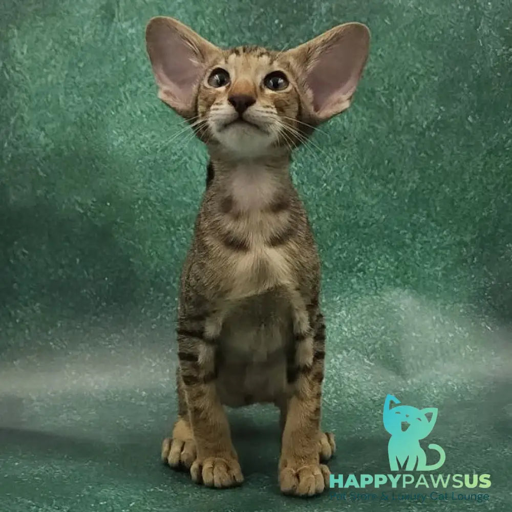 Azur Oriental Shorthair male black spotted tabby - live animals