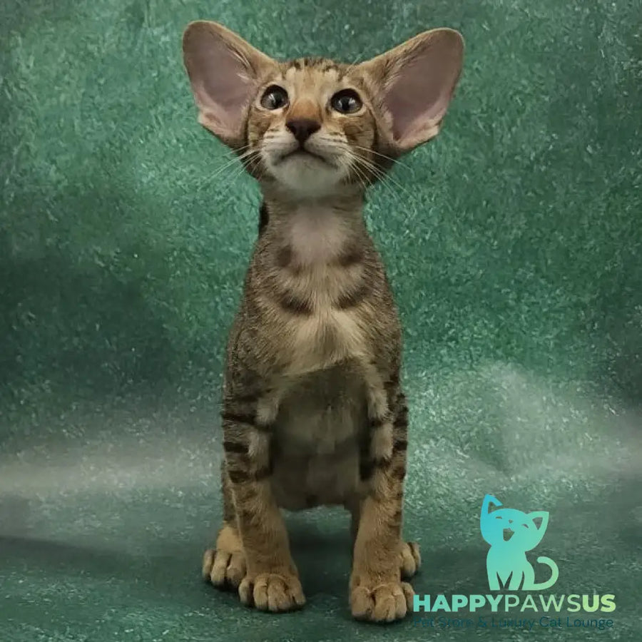 Azur Oriental Shorthair male black spotted tabby - live animals
