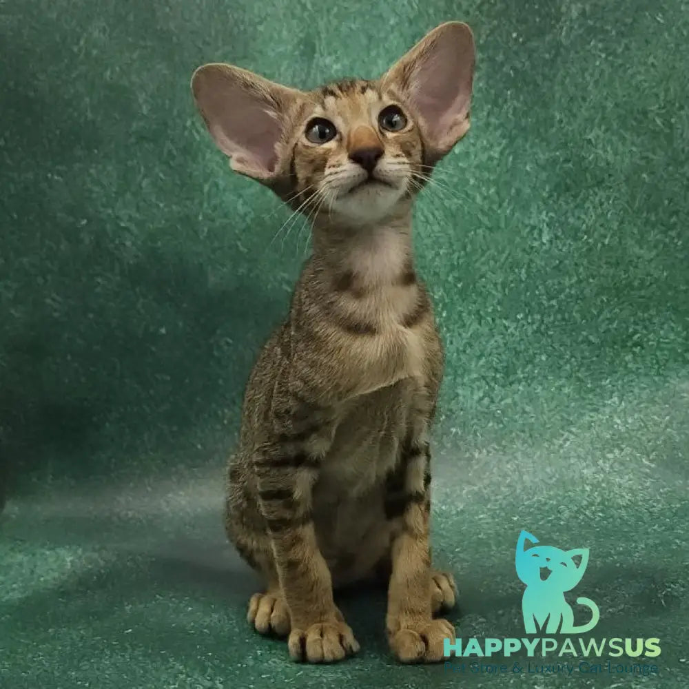 Azur Oriental Shorthair male black spotted tabby - live animals