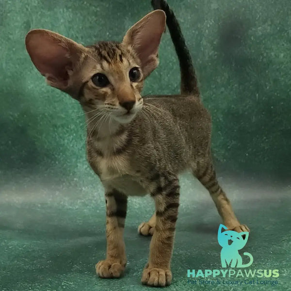 Azur Oriental Shorthair male black spotted tabby - live animals